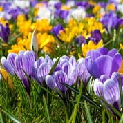 Bolbos Crocus preo barato - Fim de temporada